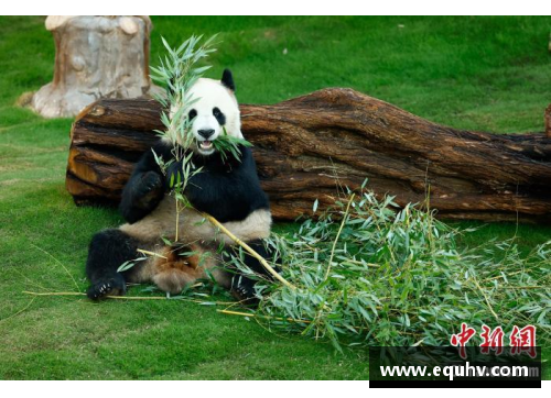 熊猫体育官方网站重庆“巴蜀”的魅力：价格昂贵却依然受追捧的秘密